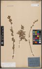 Foto von Salix aurita L. x Salix repens L.